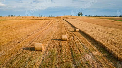 Preview: Big baler on mown fields in summer, Poland