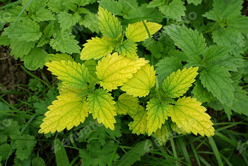 Preview: Green stinging nettle (urtica dioica)