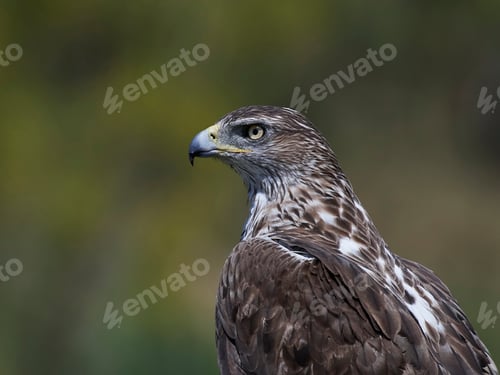 Preview: Bonellis eagle (Aquila fasciata)