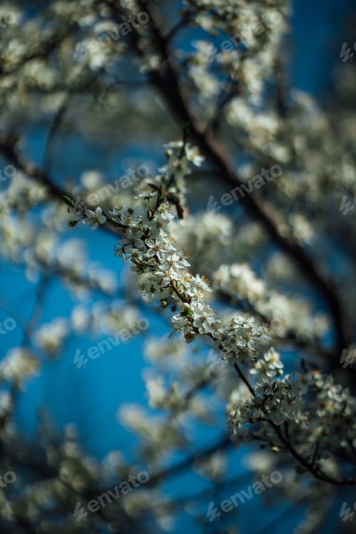 Preview: Selectove focus shor of cherry flowers on a tree with bokeh lights