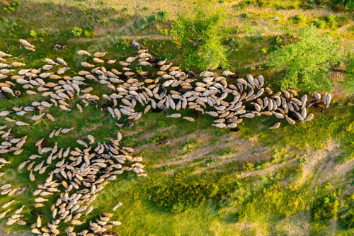 Preview: Aerial view at the sheeps herd. Landscape with animals from drone. View from air at the farmland.