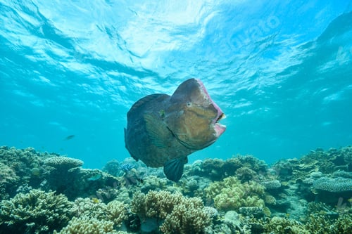 Preview: bumphead parrotfish spotted in moore reef in the great barrier reef