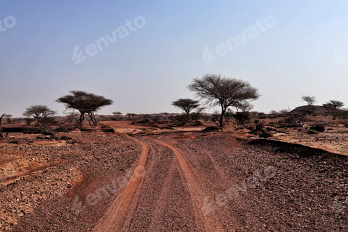 Preview: Scenic view of a gravel road with trees in the desert landscape.