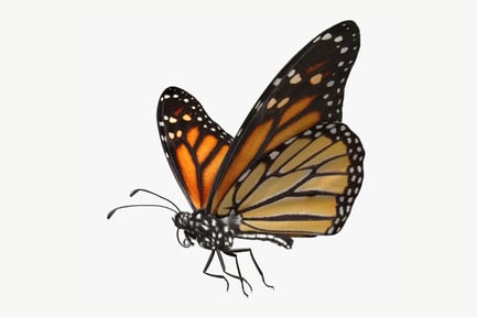 Preview: Danaus Plexippus: Monarch Butterfly with Detailed Wing Pattern