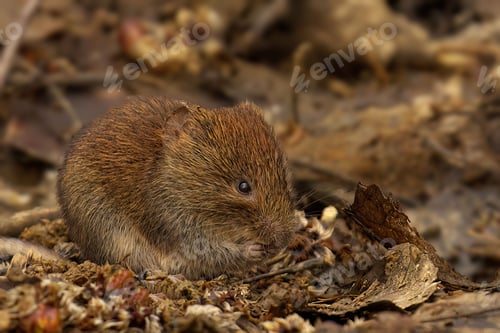 Preview: Brown Bank Vole on a pile of dry leaves and debris, eating snack
