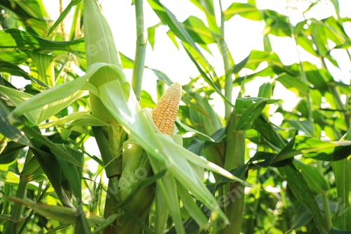 Preview: Ripe corn cob in field on sunny day