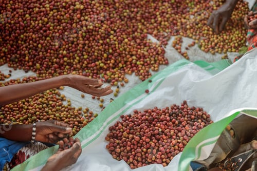 Preview: Workers sorting out coffee beans at washing station
