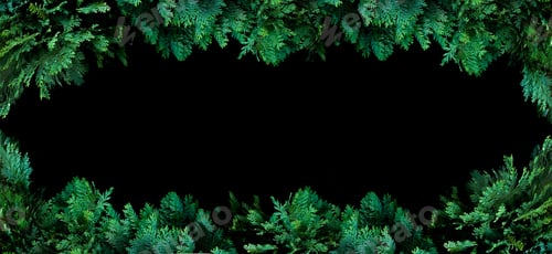 Preview: natural background branches of arborvitae spruce cypress on a black background