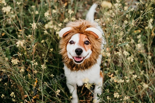 Visualização: lindo cachorro Jack Russell vestindo fantasia de leão na cabeça. Cachorro feliz na natureza no prado de flores amarelas