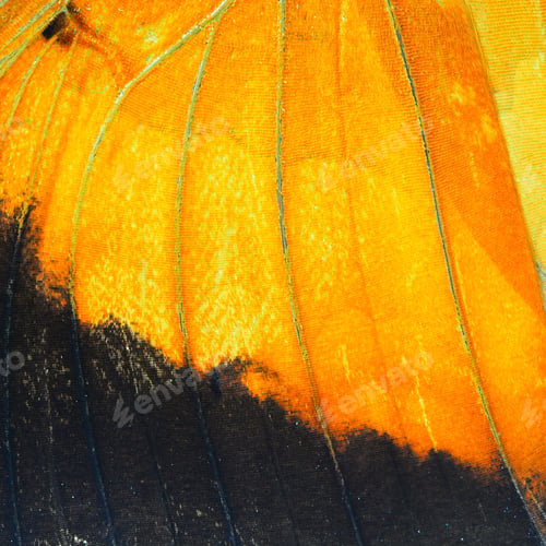 Preview: orange butterfly wing