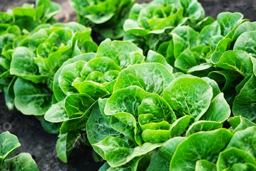 Preview: Organic green lettuce with juicy crisp leaves
