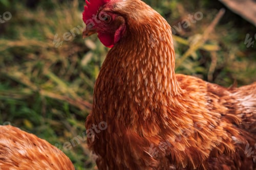 Preview: Closeup image of a rooster with a soft, out of focus background