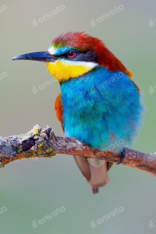 Preview: Bee-eater