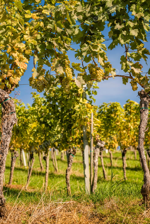 Preview: Styrian Tuscany Vineyard in autumn near South Styria, Rabenland