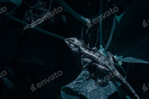Preview: Close up thai chameleon on natural green background