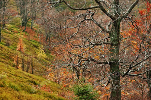 Preview: Bare beerch trees on autumn mountains, at Carpathian, Ukraine, Europe.