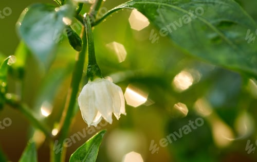 Preview: Close-up view of the white flower of chili pepper