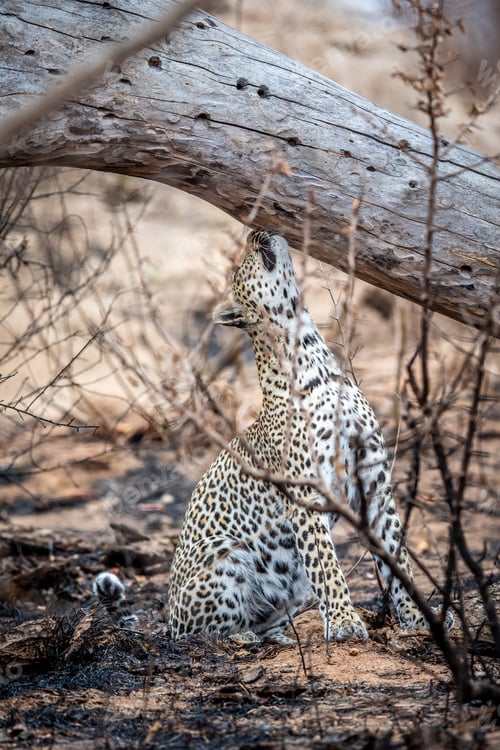 Preview: Leopard smelling a dead tree in the Kruger.