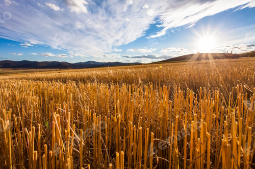 Preview: Harvested field,China