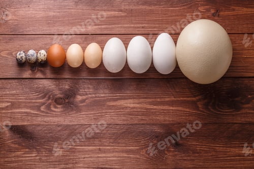 Preview: Egg of different birds on a farm
