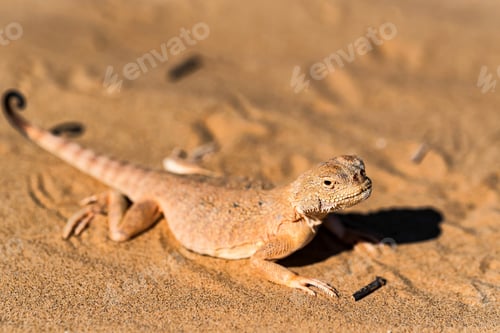 Preview: Spotted toad-headed Agama on sand close