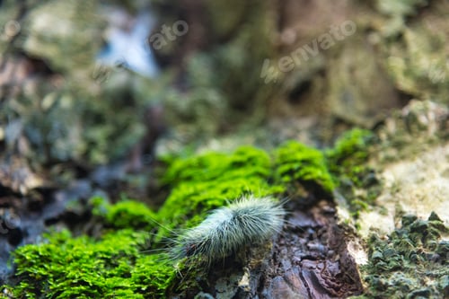 Preview: life in nature