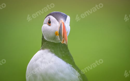 Preview: Selective focus shot of a stunning puffin against a lush backdrop