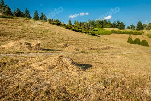 Preview: Harvest in the summer meadow
