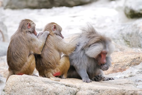 Preview: Baboons