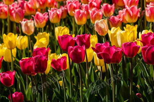 Preview: Spring field of colorful tulips