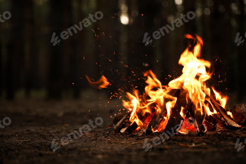 Preview: Beautiful bonfire with burning firewood in forest. Space for text