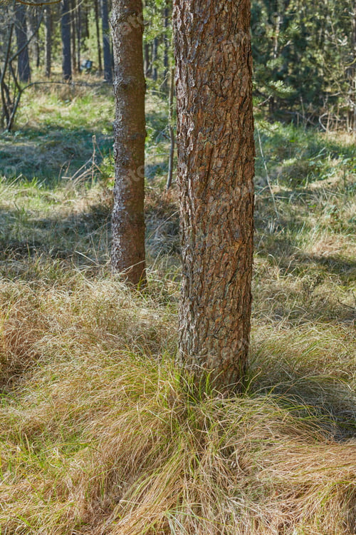 Preview: The forest. The forest in late winter - early spring.
