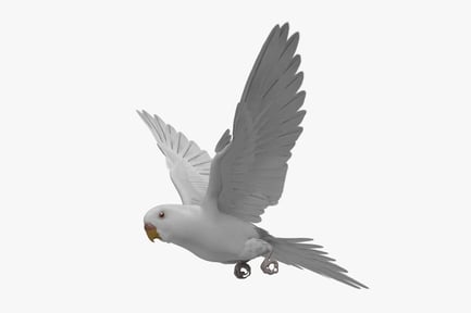 Vista previa: Periquito blanco en vuelo: Melopsittacus Undulatus