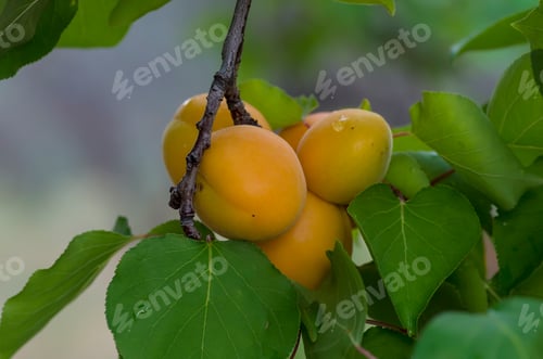 Preview: Fresh fruits, agriculture, apricot tree. in garden.