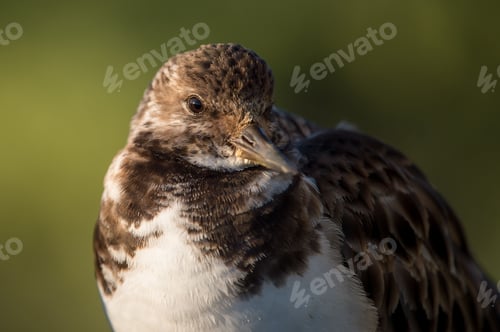 Preview: Close portrait of a Sandpiper bird