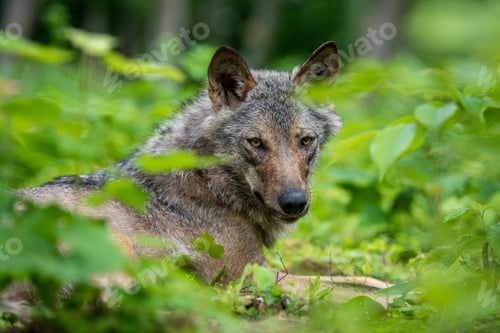 Preview: Wolf portrait in summer forest. Wildlife scene from nature