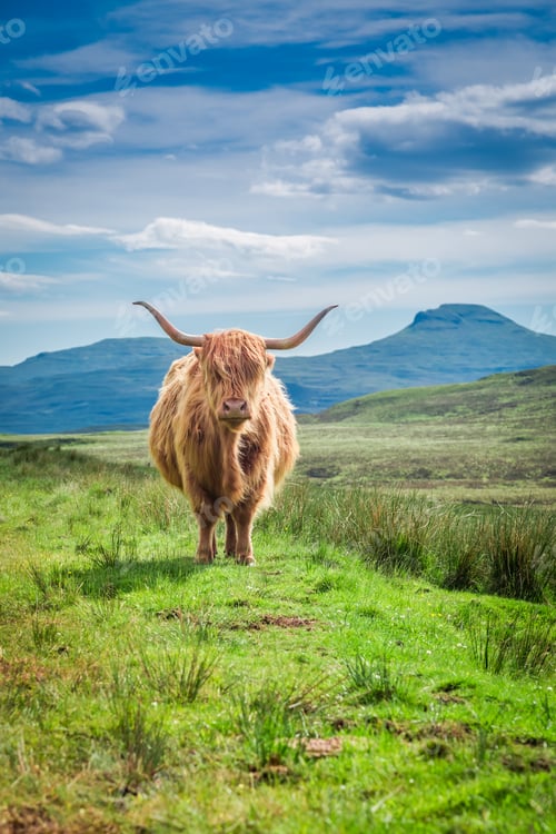 Preview: Furry highland cow in Isle of Skye in Scotland