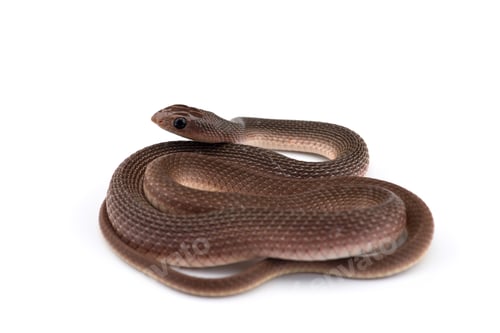 Preview: The rufous beaked snake isolated on white background