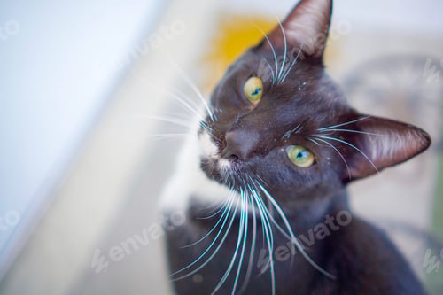 Preview: Tuxedo kitten waiting to go indoors