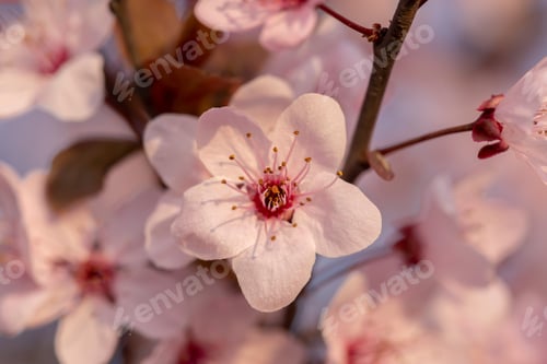 Preview: Spring flowers in bloom