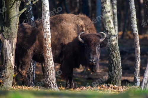 Preview: Wild adult Bison in the autumn forest. Wildlife scene from spring nature