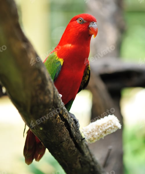 Preview: Parrot bird