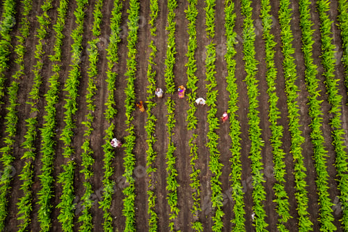 Preview: Aerial view of farmer working in the green agriculture field.