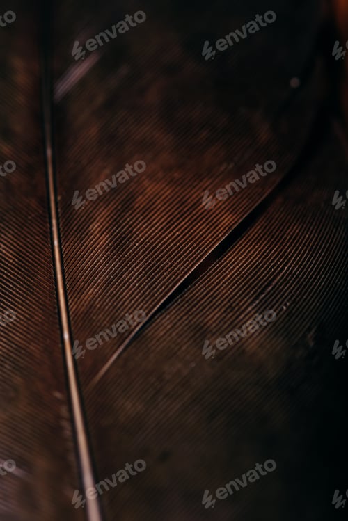 Preview: Close up of eagle feather