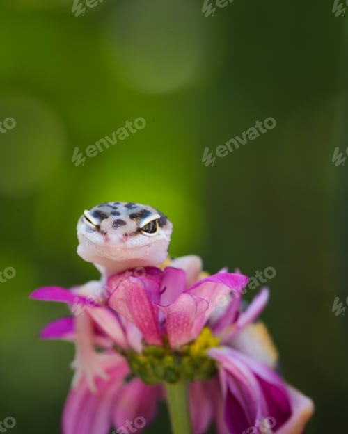 Preview: Close up of Leopared Gecko