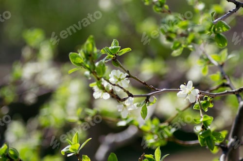Preview: Plum branch with flowers and leaves