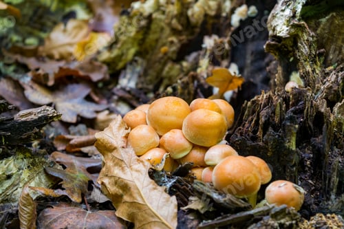 Preview: Hypholoma fasciculare, commonly known as the sulphur tuft or clustered woodlover, poisonous wild mus
