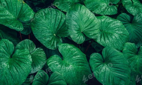 Preview: Close up group of background tropical green leaves texture and abstract background.