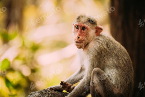 Preview: Goa, India. Old Bonnet Macaque Monkey - Macaca Radiata Or Zati. Close Up Portrait