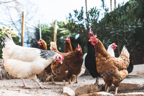 Preview: Hens pecking at the soil of an ecological farm to lay boar eggs.